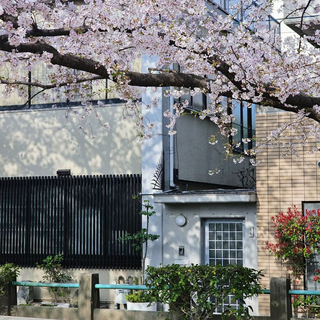 🌸京都花見小路 | 漫步櫻花與古風交織的絕美畫卷