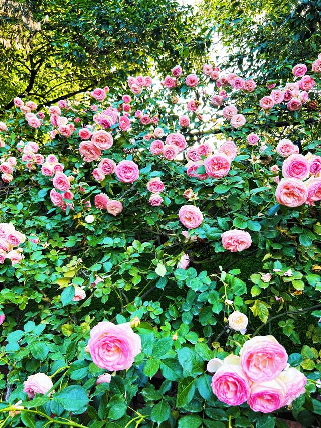 漫花莊園 | 闖入現實版莫奈花園，美到犯規