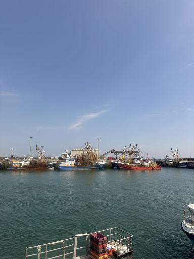 Tour du lịch thuê riêng ngắm chim đảo Saltee