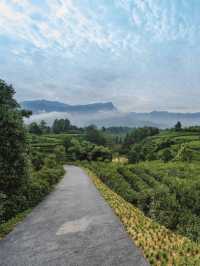 二刷青木川！茶園旁山景古色古香大宅超chill