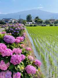 神奈川 | 邂逅繡球花小村莊🌸