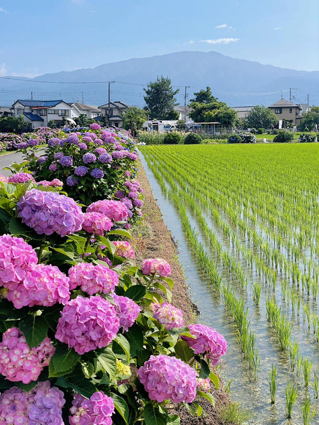 神奈川 | 邂逅繡球花小村莊🌸