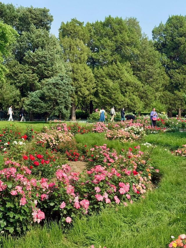 天壇公園：都市中的綠色能量場