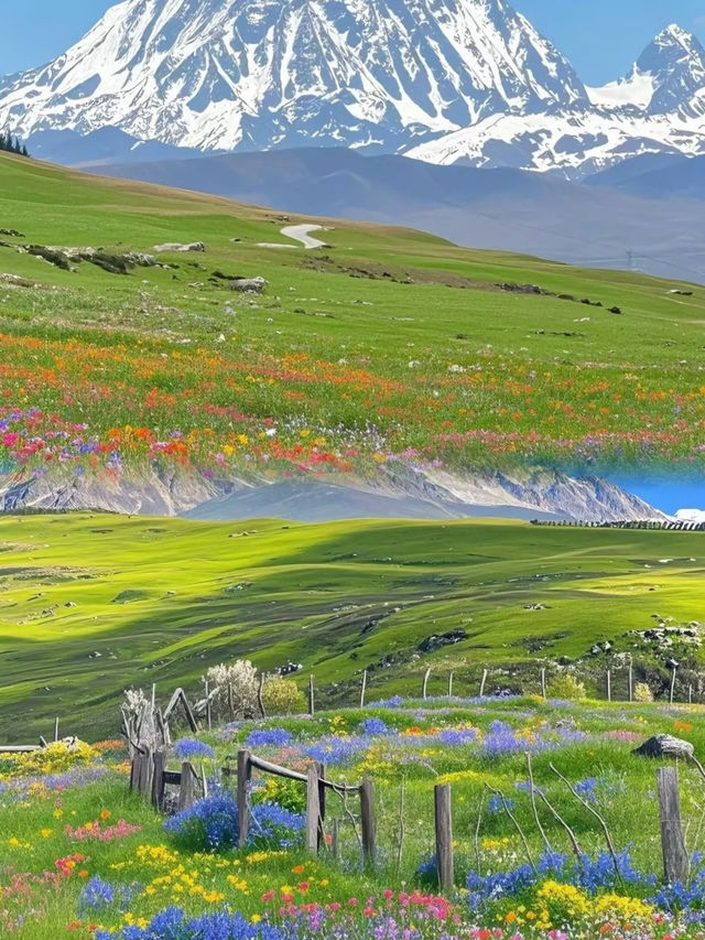 全球唯四川獨有的絕美風景