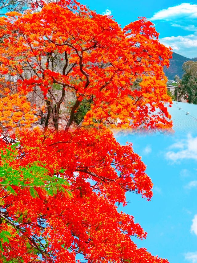 攀枝花旅遊攻略
