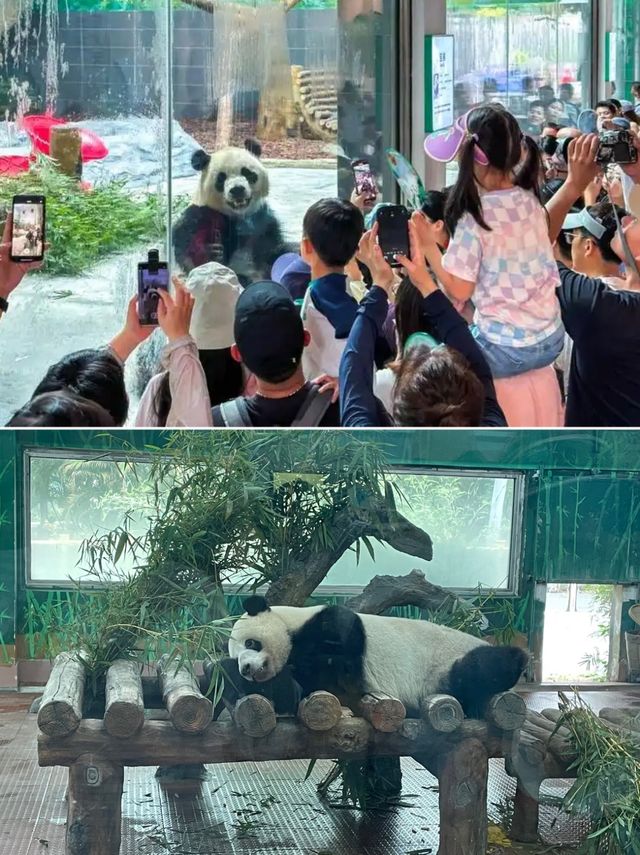 溫州遛娃寶藏地！同國寶貼貼嘅超全攻略來啦～