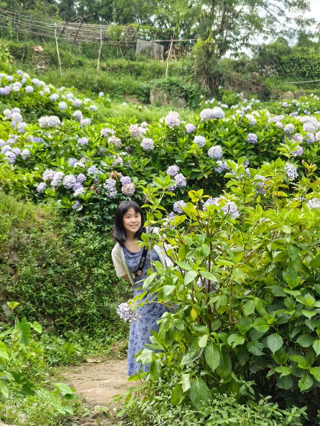 無盡夏日開啟，福州賞繡球花要抓緊了