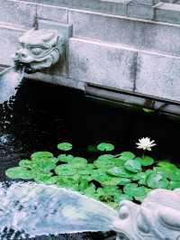 【香港の桃源郷】志蓮浄苑で心癒しの時間を』