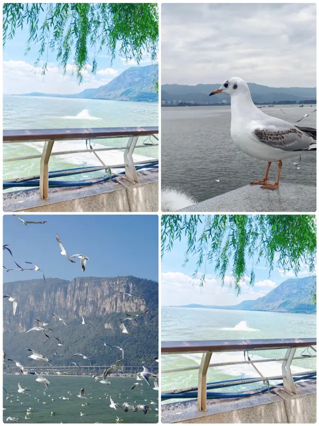 The Ultimate Guide to Dianchi Lake – All You Need in One!