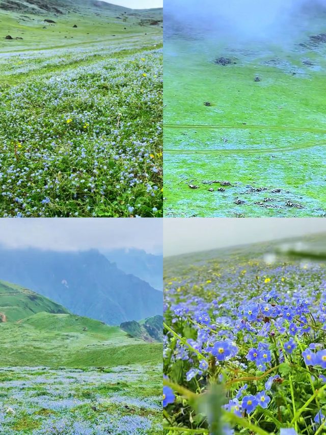 「東川二海草原：昆明北境的隱秘綠野仙蹤」