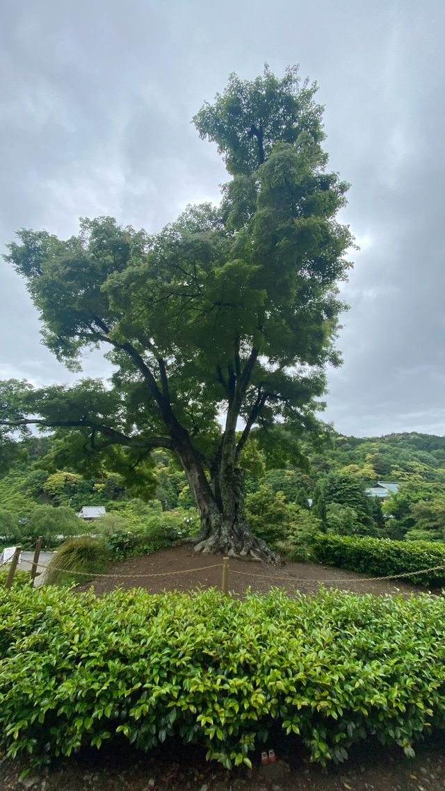 日本小眾秘境｜勝丸寺一日靜心之旅竹林禪意穿越千年！  關西隱藏款！京都後花園裡的唐代遺風 