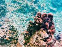 Koh Lipe’s Underwater Wonderland: The Ultimate Snorkeling Guide