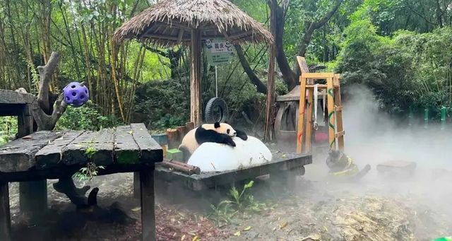 廣州長隆熊貓冰爽夏日全攻略｜夏日必打卡！