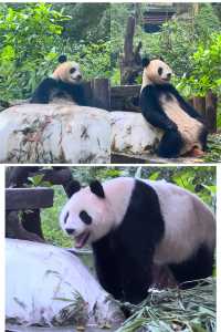 廣州長隆 | 熊貓冰爽夏日全攻略，萌趣又清涼