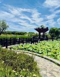 誤入莫奈花園！上海閔行浦江鎮牌樓村賞荷攻略