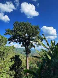 景邁山：隱藏在雲端的土著生活
