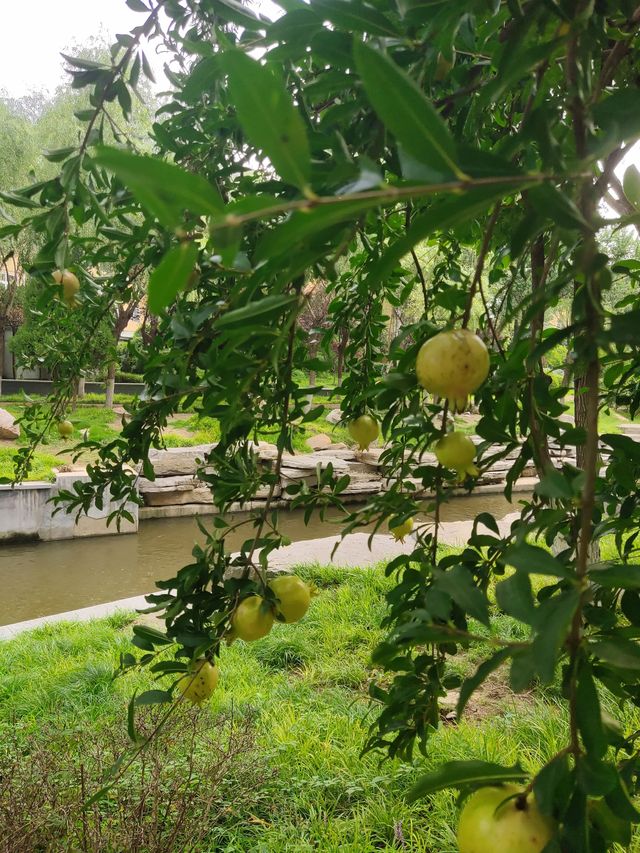 張面河畔私藏美景