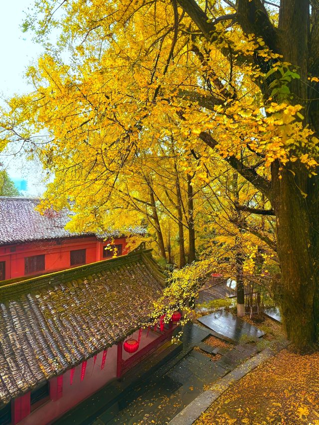 錯過等一年!雅安秋日限定版彩林銀杏盛宴,美到犯規! 錯過等一年!雅安秋日限定版彩林銀杏盛宴,美到犯規!