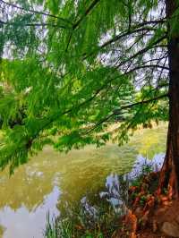 雨後植物園美如仙境隨手拍都是大片質感