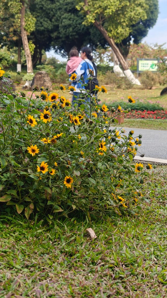 花開時節最浪漫東莞植物園