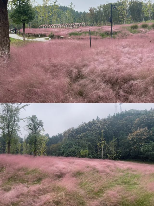 打卡宜昌沙河，邂逅公園與自然的浪漫