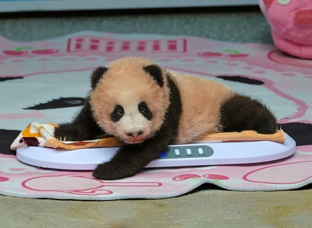 重慶動物園大熊貓幼仔首秀