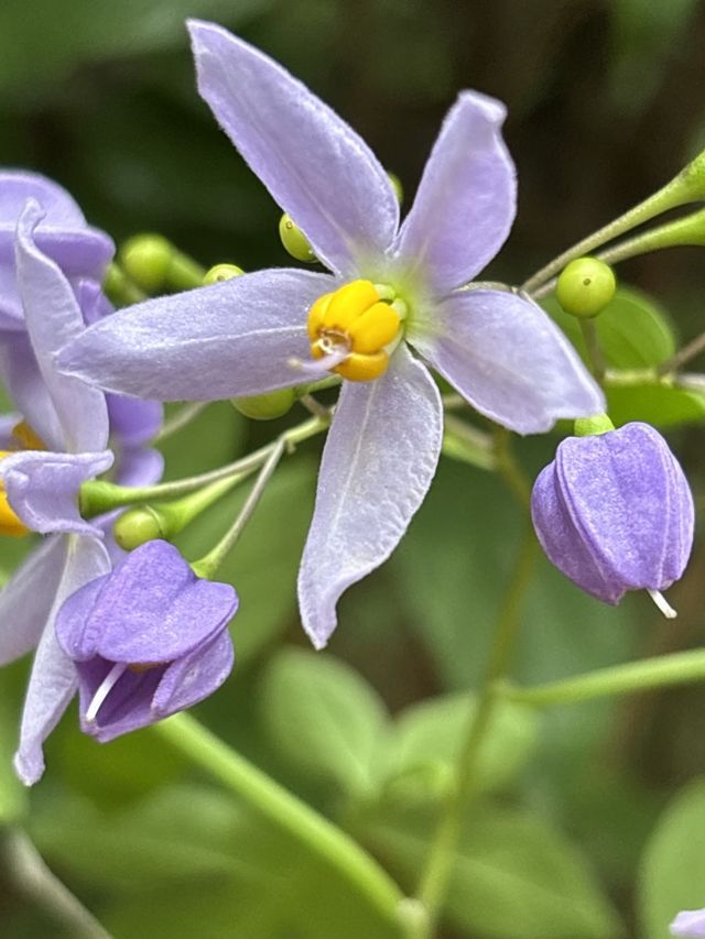 廈植現“紫霧”：紫色南青檸爆花醉了春日