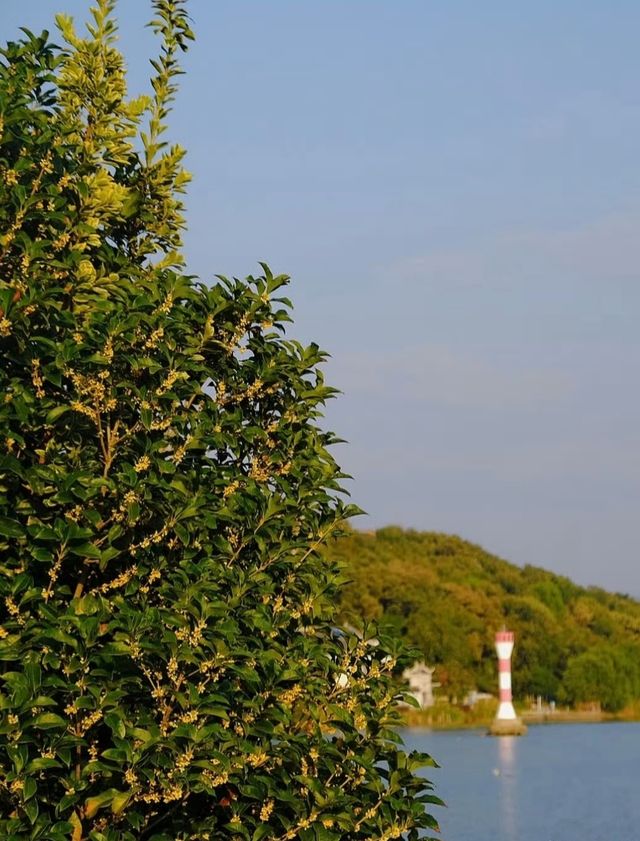 西山島桂花全攻略 西山島桂花全攻略