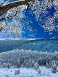 冬日呼倫貝爾雪原行