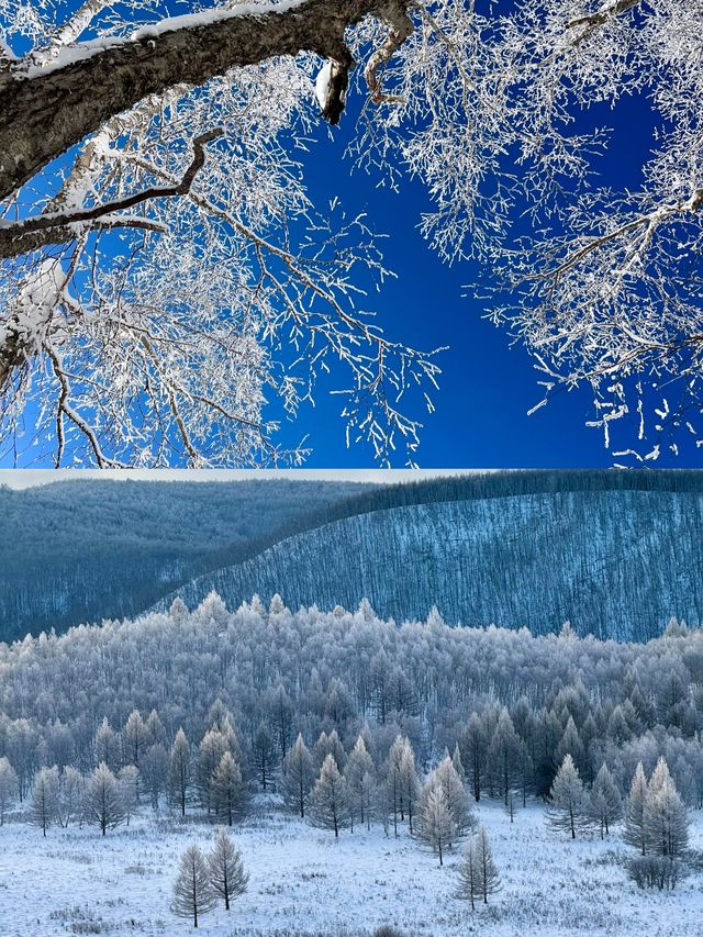 冬日呼倫貝爾雪原行 冬日呼倫貝爾雪原行