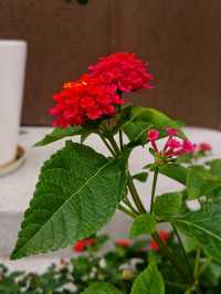 花開四季·絢麗五彩|馬纓丹