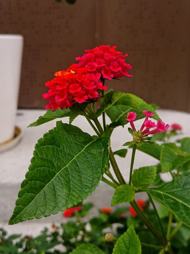 花開四季·絢麗五彩|馬纓丹 花開四季·絢麗五彩|馬纓丹