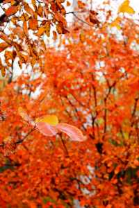 立冬的頤和園#北京的秋冬