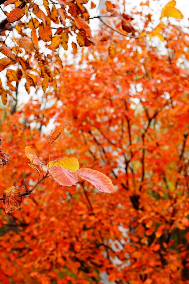 立冬的頤和園#北京的秋冬