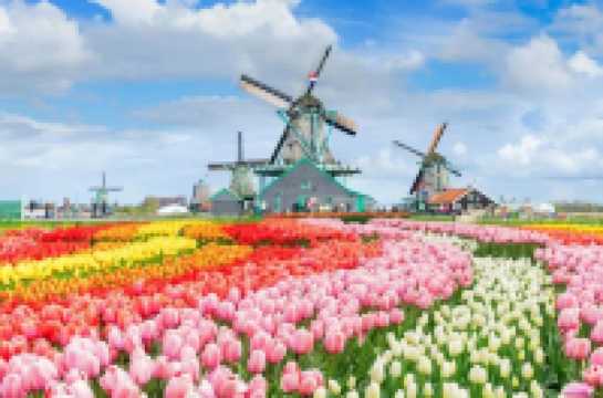 邂逅最大鬱金香花海歐洲超深度賞花!