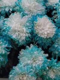 秋日賞菊絕佳地