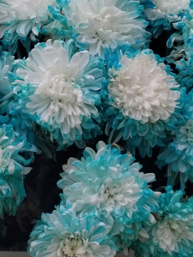 秋日賞菊絕佳地 秋日賞菊絕佳地