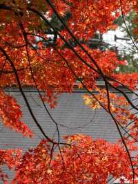 東京周邊8個絕美賞楓之地~