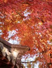 帶父母崂山賞秋輕鬆攻略：慢品山海秋韻