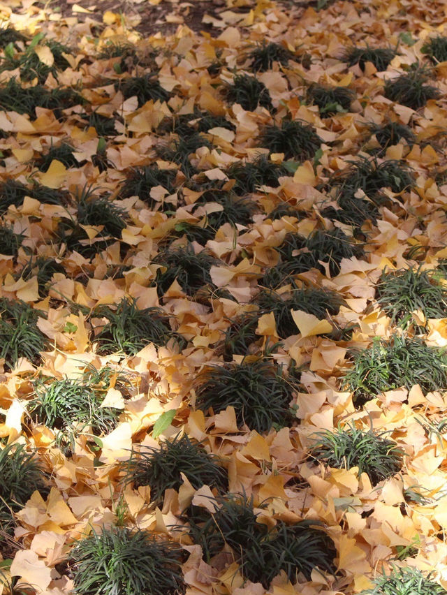 邯鄲賞秋必去地！磁縣天保寨的紅葉讓你美哭