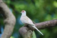 蝴蝶與自然溫室 Key West