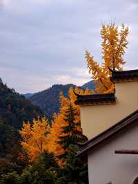 小眾避世！杭州600米海拔的指南村才是江浙滬秋色天花板