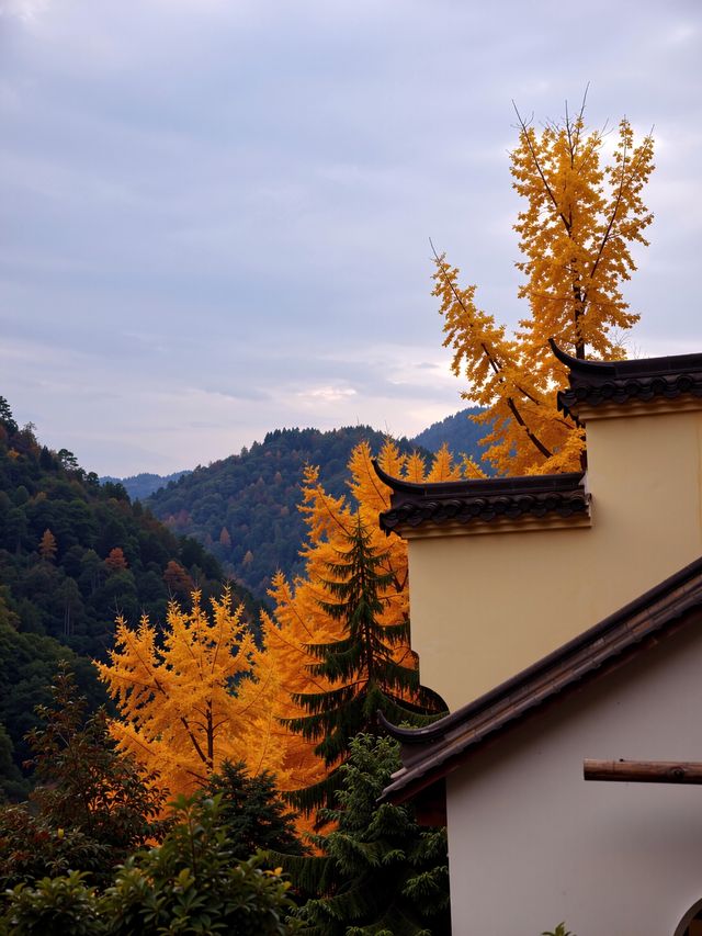 小眾避世！杭州600米海拔的指南村才是江浙滬秋色天花板