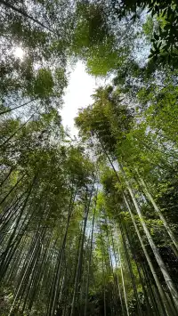 赤水竹海國家森林公園