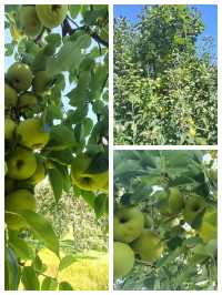 秋之韻：凋零與豐收的交響