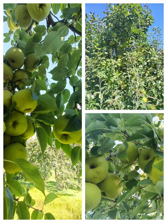 秋之韻：凋零與豐收的交響