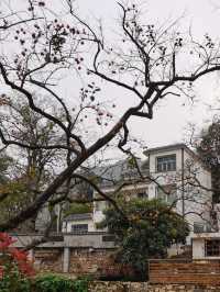 令人驚艷的賞秋之地——中國甜柿第一村