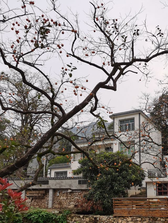 令人驚艷的賞秋之地——中國甜柿第一村 令人驚艷的賞秋之地——中國甜柿第一村