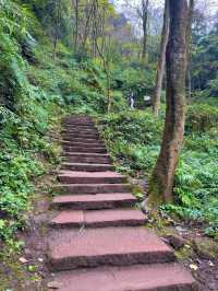 帶娃吸氧去!成都1.5h直達的森林徒步路線