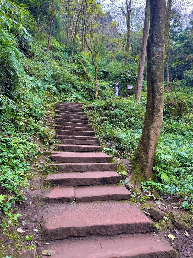 帶娃吸氧去!成都1.5h直達的森林徒步路線